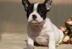 超级法国斗牛犬,勇猛与可爱的完美结合