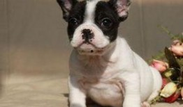 超级法国斗牛犬,勇猛与可爱的完美结合