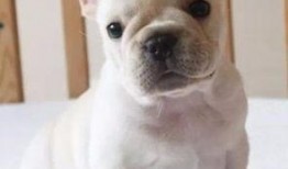 超级法国斗牛犬,勇猛与可爱的完美结合