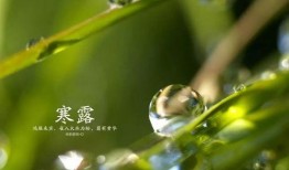 寒露决,揭秘寒露决的神奇功效