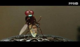 功夫小蝇,微观世界中的武侠传奇