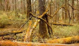 穿过黑云杉,探寻自然奇观与心灵之旅