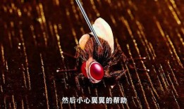 功夫小蝇,微观世界中的武侠传奇