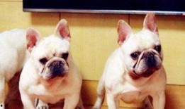 超级法国斗牛犬,勇猛与可爱的完美结合