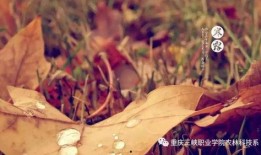 寒露决,揭秘寒露决的神奇功效