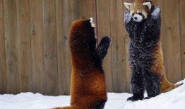 毛茸茸的世界 第一季,第一季